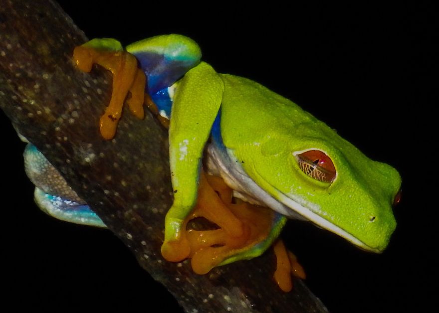 Carol Bock Photos Carol Bock Photos