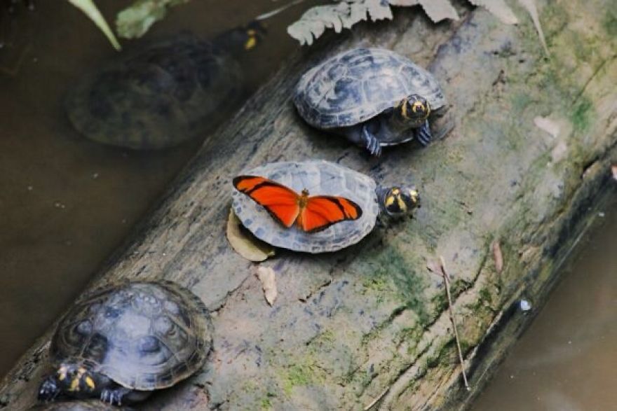 Carol Bock Photos Carol Bock Photos