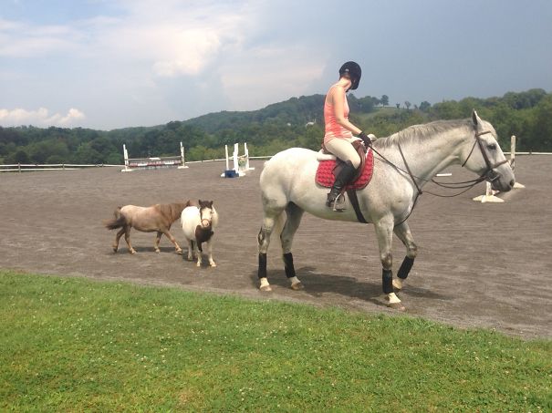 Rider on a white horse with two mini horses following in a grassy field.