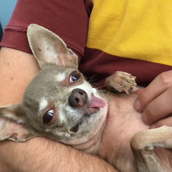 I Don't Like The Vet But When I Go I Demand Belly Rubs From Doc!