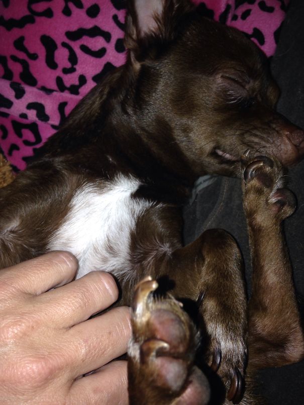 Pip Overcome By Belly Rub