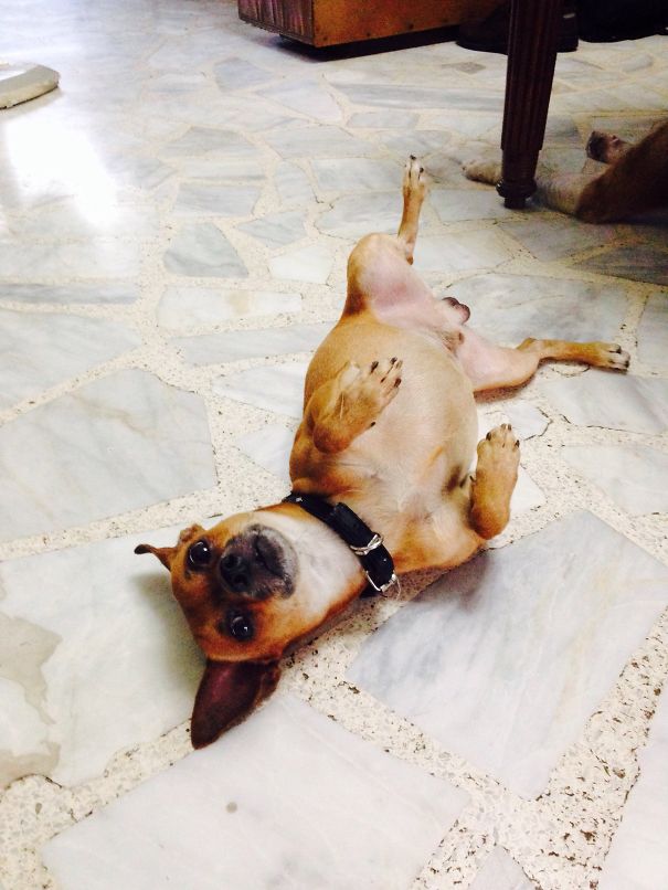 Begging For A Belly Rub.