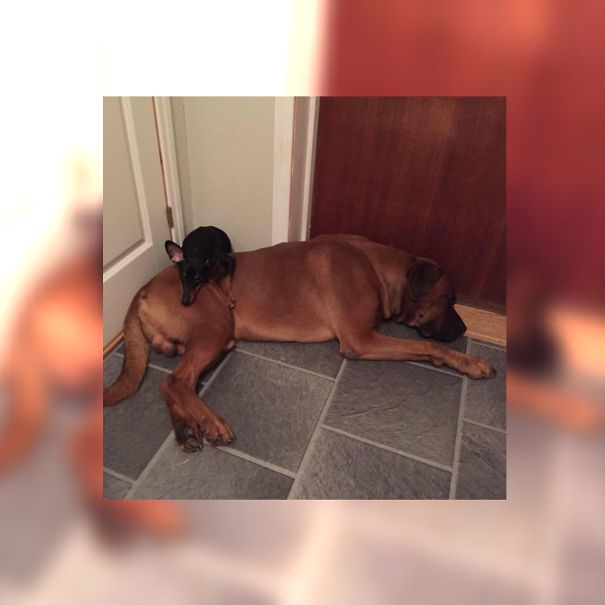 Big Brother, Little Brother & Best Friends❤️