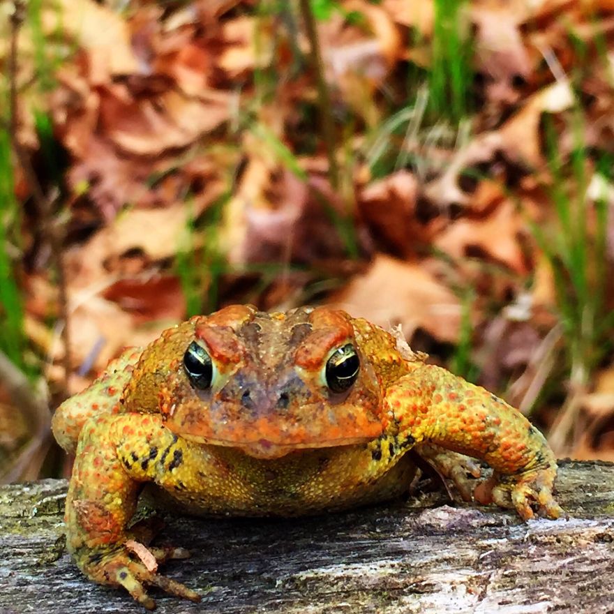 American Toad Kisses