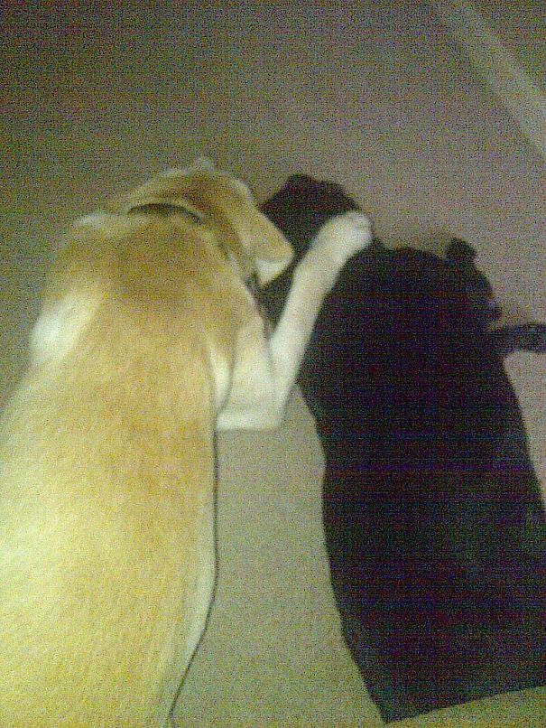 Best Buddies His First Day Home