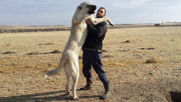 Meet The Anatolian Kangal...