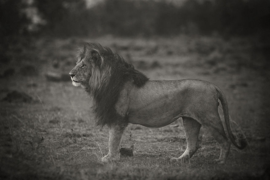 Portraits From A Kingdom: I Photograph Lions To Convey Their Magical Qualities