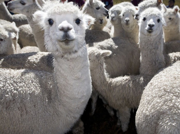 Lamas!!!