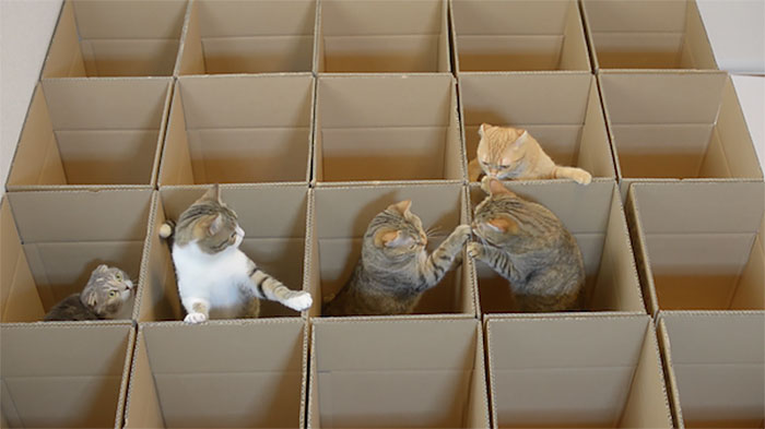 lucky-cats-enjoy-cardboard-maze-their-human-servant-made-for-them-3