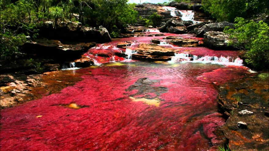 Canon Cristales River, River That Run Away From Paradise