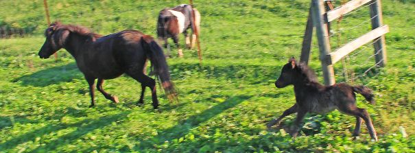 Mini horses running and playing in a grassy field, showcasing their adorable and lively nature.