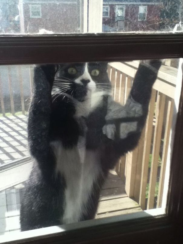 Missy Climbing The Door, Desperate To Get Inside