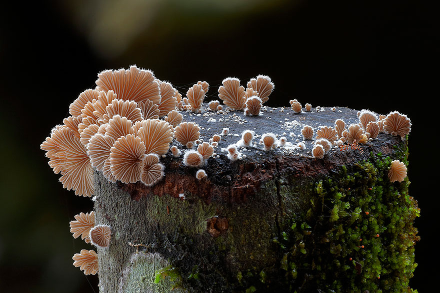 mushroom-photography-steve-axford-11 mushroom-photography-steve-axford-11