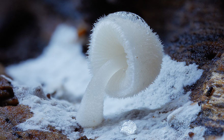 mushroom-photography-steve-axford-17