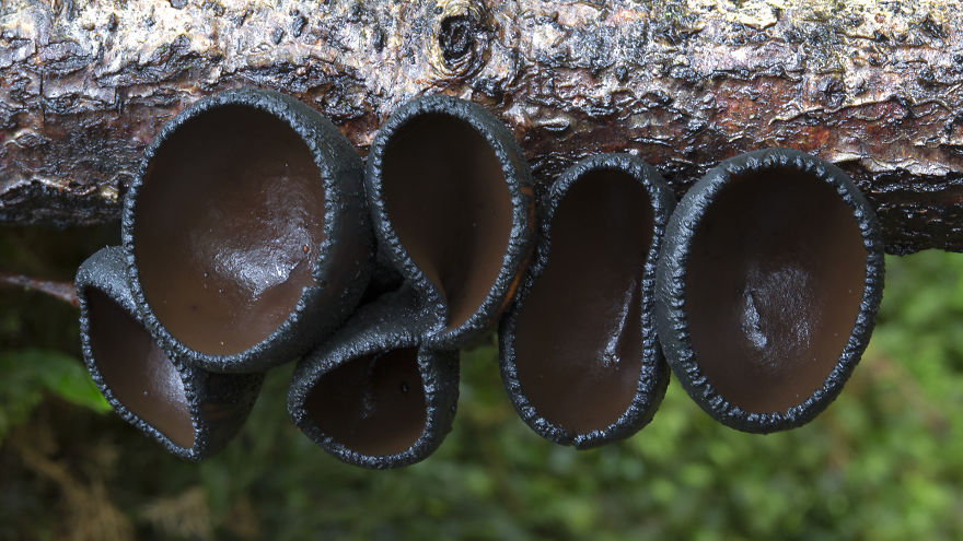 mushroom-photography-steve-axford-18