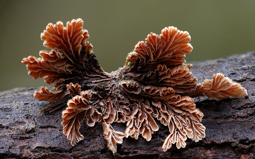 mushroom-photography-steve-axford-24