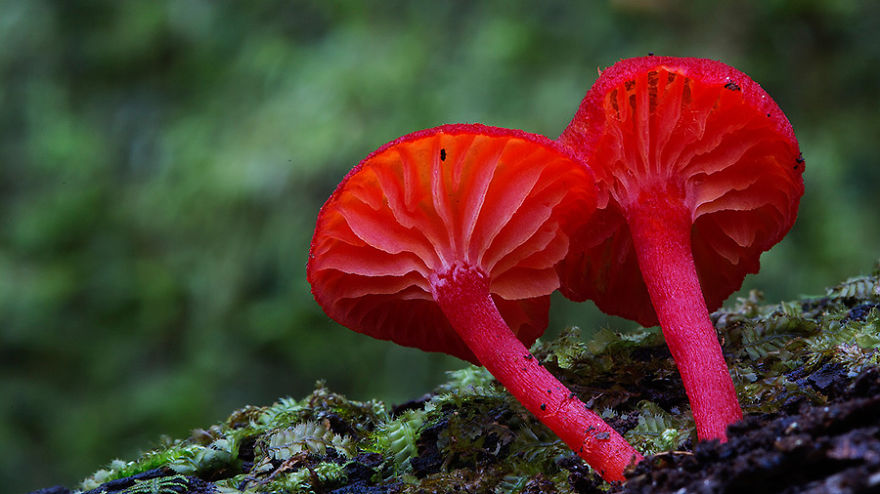 mushroom-photography-steve-axford-8 mushroom-photography-steve-axford-8