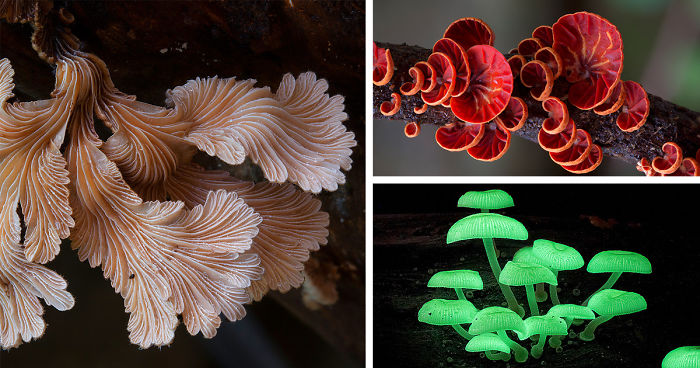 The Magical World Of Australian Mushrooms By Steve Axford