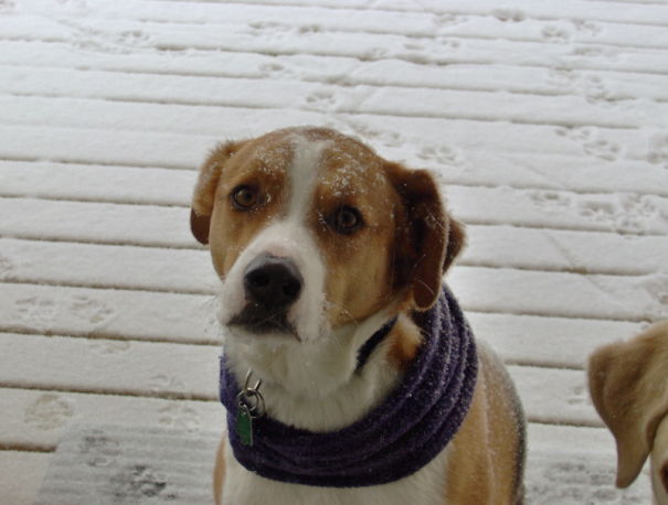 This Is My Pathetic Look...open The Door Please