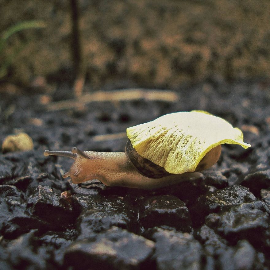 Flower Petal Umbrella