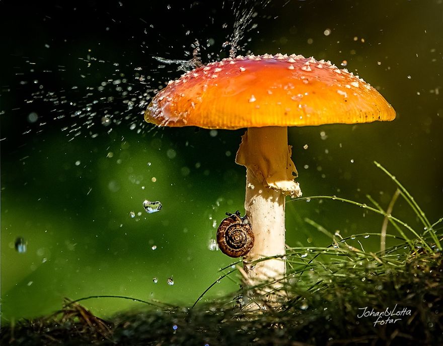 Mushroom Umbrella