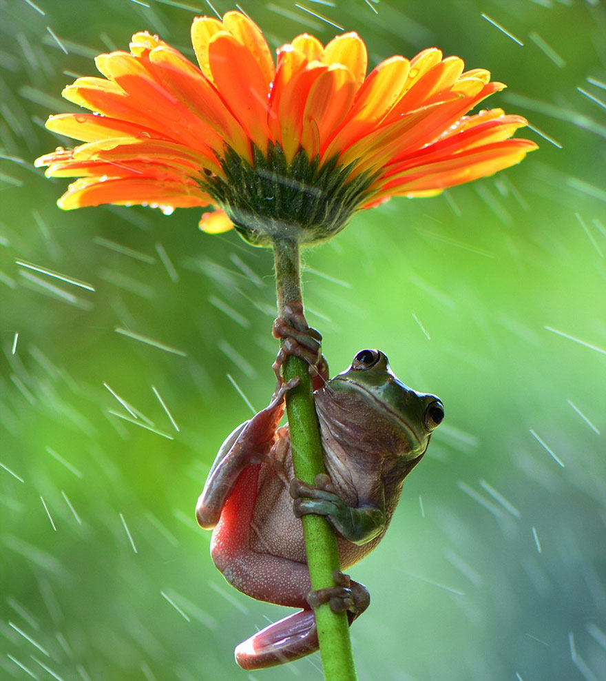 Flower Umbrella