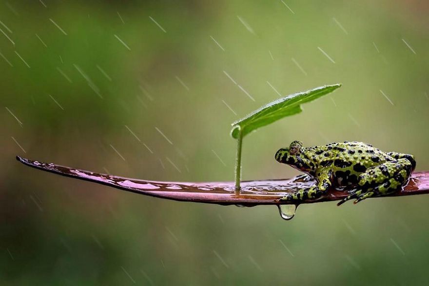Leaf Umbrella