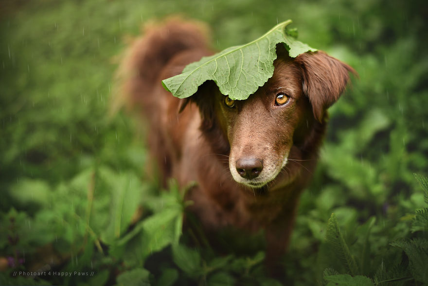 Leaf Umbrella