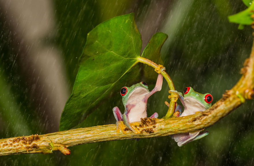 Leaf Umbrella