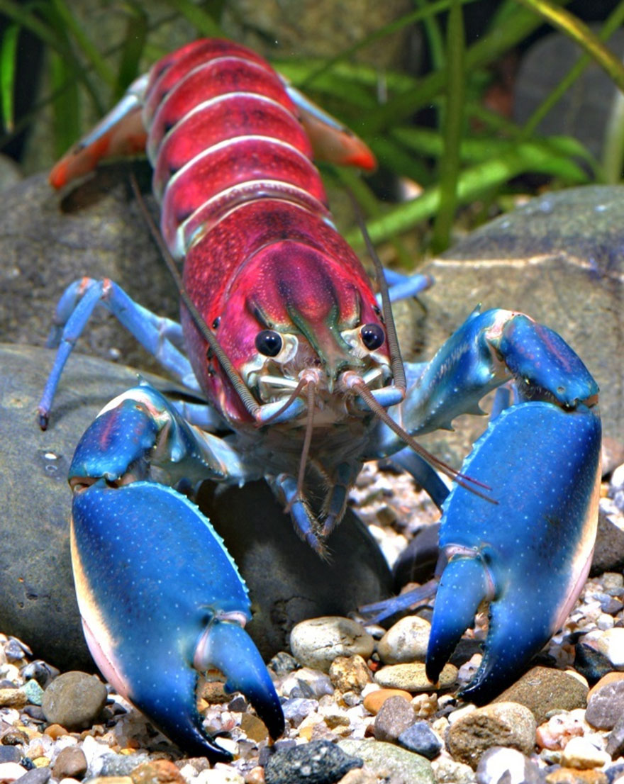 new-crayfish-species-discovered-cherax-pulcher-christian-lukhaup-indonesia-1 new-crayfish-species-discovered-cherax-pulcher-christian-lukhaup-indonesia-1