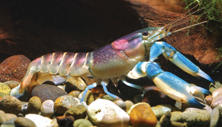 new-crayfish-species-discovered-cherax-pulcher-christian-lukhaup-indonesia-2 new-crayfish-species-discovered-cherax-pulcher-christian-lukhaup-indonesia-2