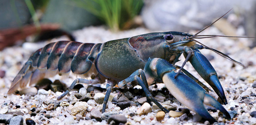new-crayfish-species-discovered-cherax-pulcher-christian-lukhaup-indonesia-3 new-crayfish-species-discovered-cherax-pulcher-christian-lukhaup-indonesia-3