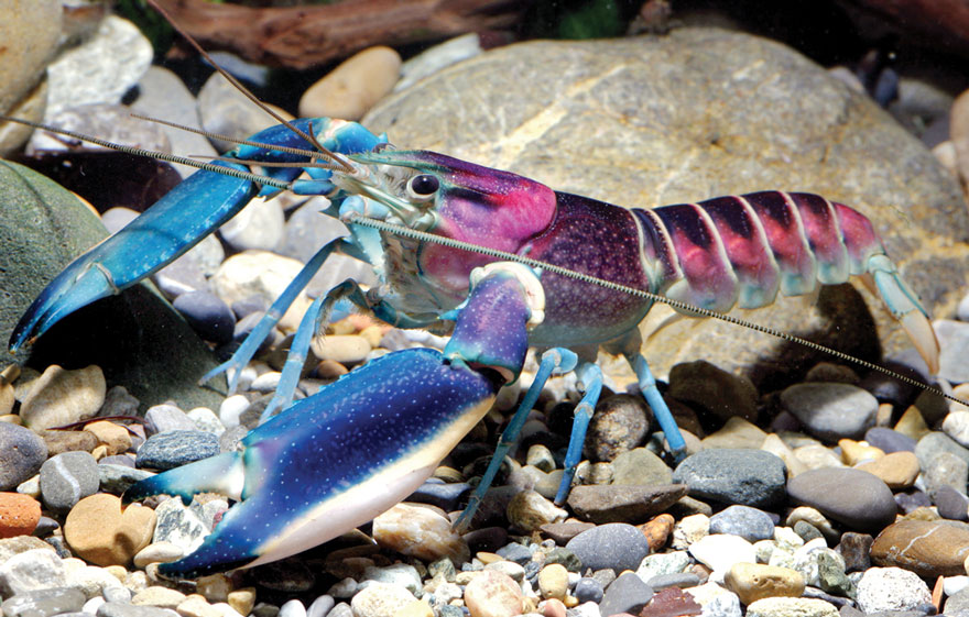 new-crayfish-species-discovered-cherax-pulcher-christian-lukhaup-indonesia-4 new-crayfish-species-discovered-cherax-pulcher-christian-lukhaup-indonesia-4