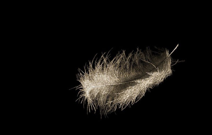 Artist Crafts Delicate Feathers Made From Thousands Of Interwoven Nude Bodies Artist Crafts Delicate Feathers Made From Thousands Of Interwoven Nude Bodies