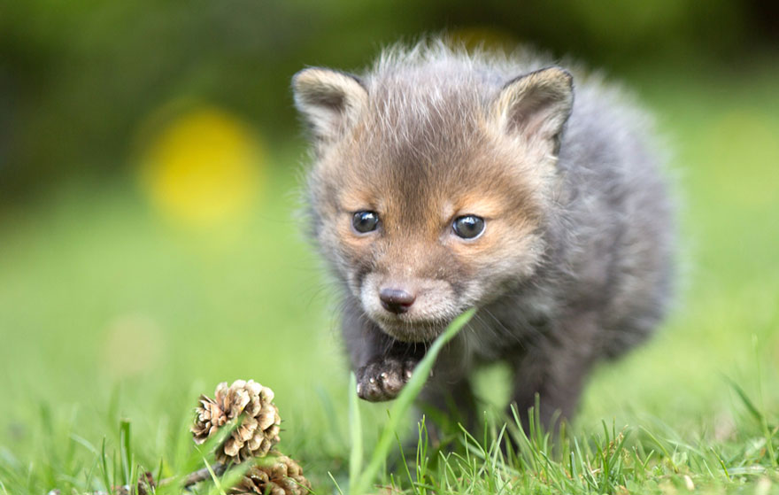 orphaned-fox-cub-adopted-dog-ziva-dinozzo-germany-10 orphaned-fox-cub-adopted-dog-ziva-dinozzo-germany-10
