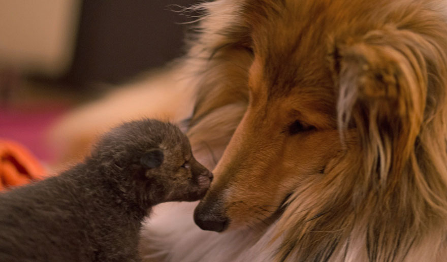 orphaned-fox-cub-adopted-dog-ziva-dinozzo-germany-4 orphaned-fox-cub-adopted-dog-ziva-dinozzo-germany-4