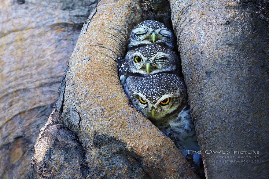 owl-photography-sasi-smit-1 owl-photography-sasi-smit-1