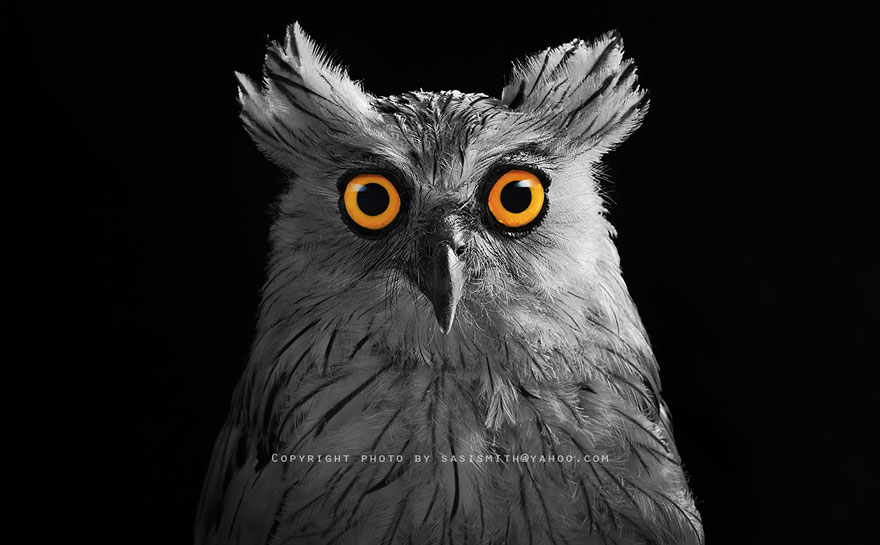 owl-photography-sasi-smit-25 owl-photography-sasi-smit-25