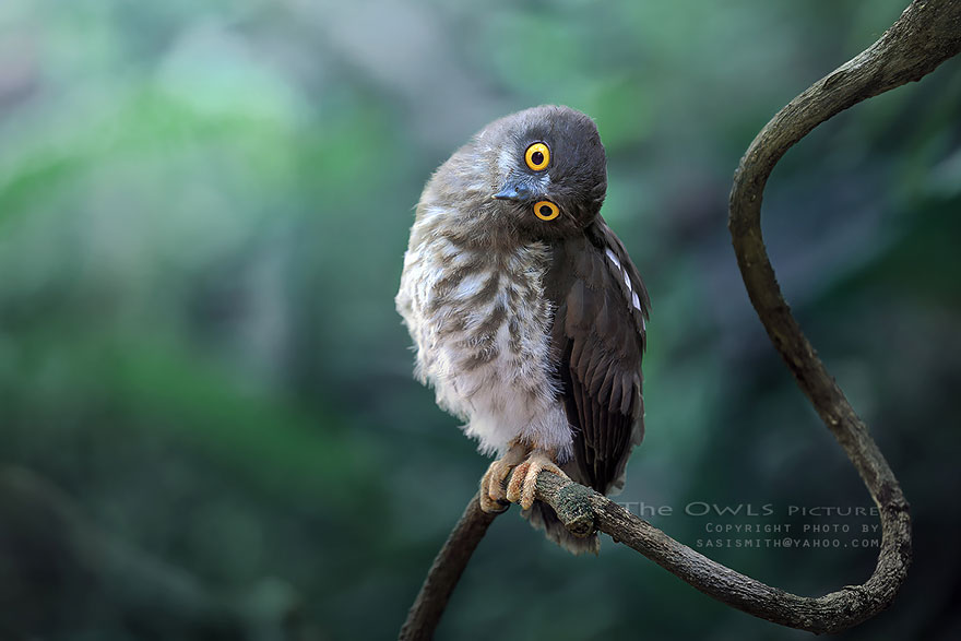 owl-photography-sasi-smit-31 owl-photography-sasi-smit-31
