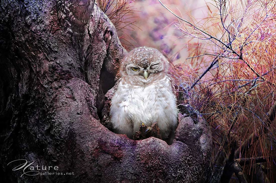 owl-photography-sasi-smit-4 owl-photography-sasi-smit-4