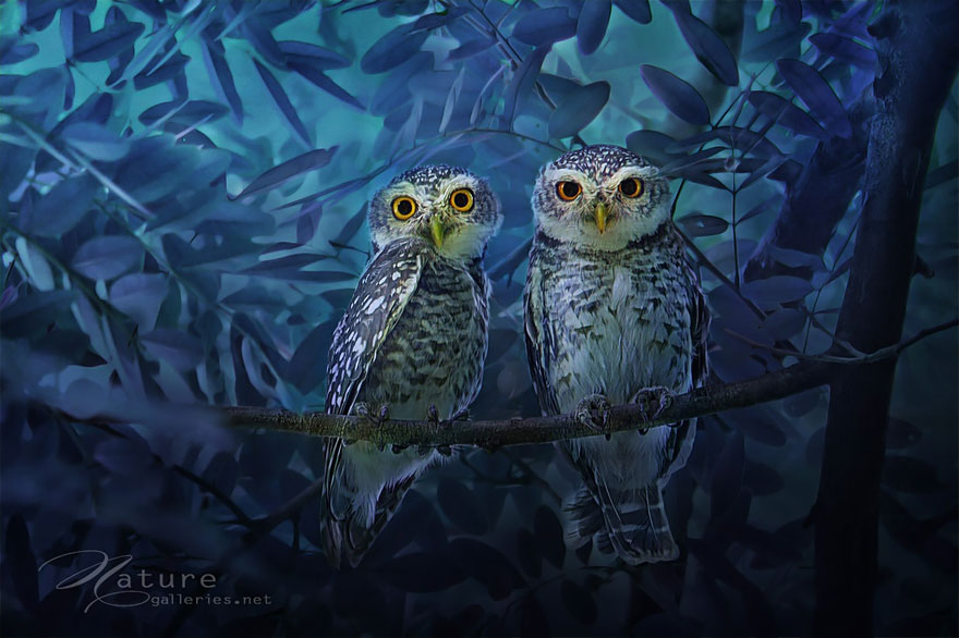 owl-photography-sasi-smit-6 owl-photography-sasi-smit-6