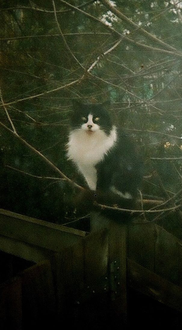 I See You In The Living Room. You Didn't Think I Knew You Were In There, Huh?