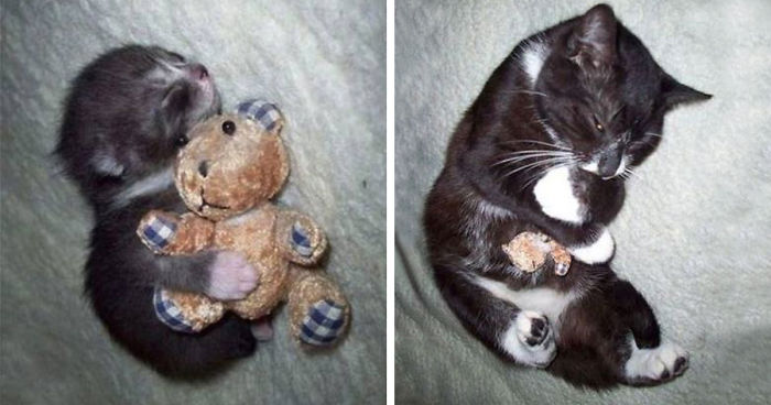 73 Before-And-After Photos Of Pets Growing Up With Their Toys