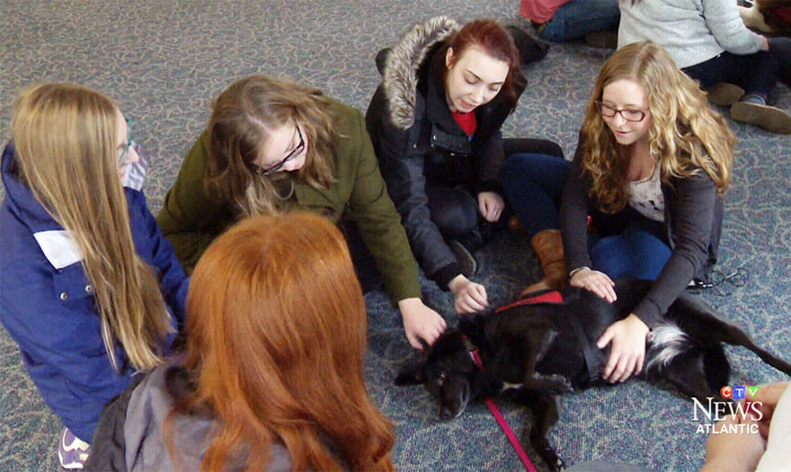 puppy-room-stressed-out-students-university-of-lancashire-8 puppy-room-stressed-out-students-university-of-lancashire-8