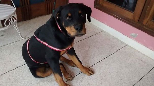 My Gorgeous Dottie Pup Duke At 6 Months Old. Loves His Food And Full Of Mischief!!