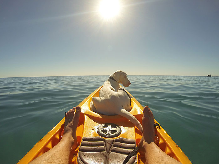 rescued-puppy-growing-up-dave-meinert-3 rescued-puppy-growing-up-dave-meinert-3