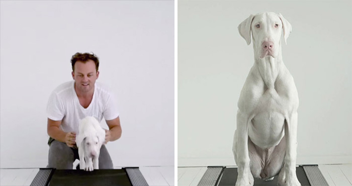 Time-Lapse Of My Rescued Puppy Growing Up On A Treadmill