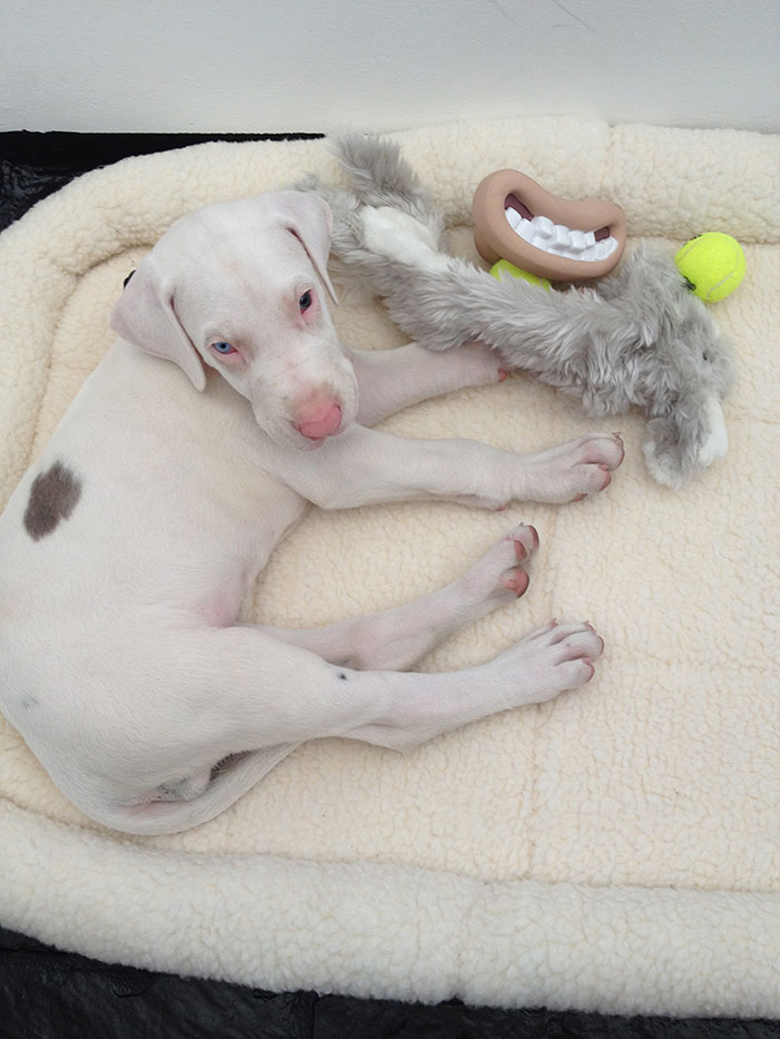 rescued-puppy-growing-up-dave-meinert rescued-puppy-growing-up-dave-meinert