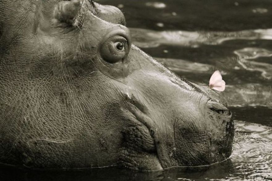 Hippo with a butterfly on its nose in water, showcasing animals with butterflies that look like Disney in real life.