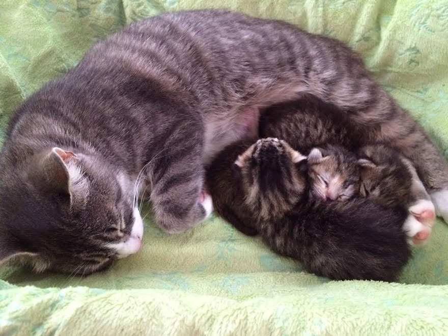 Звук кошки мамы котятам. Котята с мамой. Маленькие котята с мамой. Заботливая мама кошка. Забота домашних животных о своих детях.